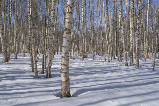View of sunlight dappling through the stark white birch trees casting long shadows across the crisp snow in a serene winter landscape Pereslavl Zalessky Yaroslavl Oblast Russia. View of sunlight dappling through the stark white birch trees casting long shadows across the crisp snow in a serene winter landscape Pereslavl Zalessky Yaroslavl Oblast Russia.