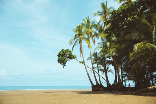 View of palm trees leaning over a sandy beach with a person standing in the shade under a clear blue sky in Costa Rica.
