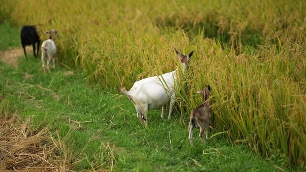 View of goats grazing in a lush green field in Bogura Bangladesh.