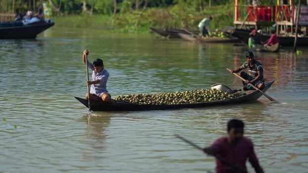 View of floating guava market on the river Bangladesh. View of floating guava market on the river Bangladesh.