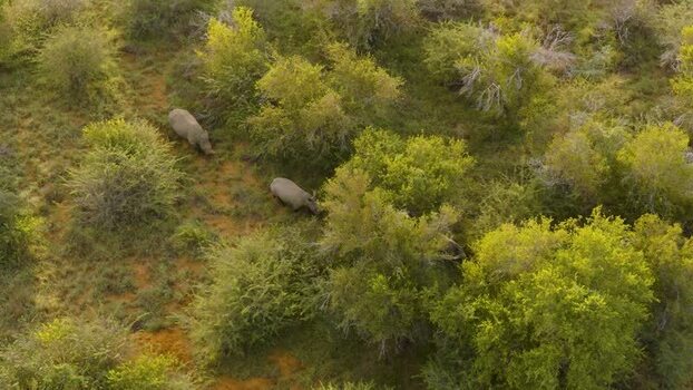Aerial view of two rhinos in the bushveld South Africa.