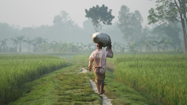 View of a man carrying a sack through green fields in Bangladesh. View of a man carrying a sack through green fields in Bangladesh.