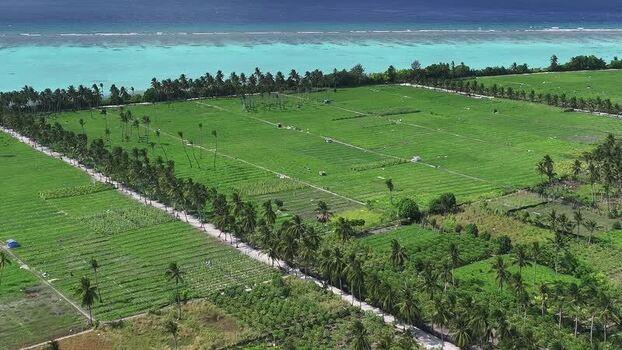 Aerial view of lush agricultural fields and palm trees in Thoddoo Maldives. Aerial view of lush agricultural fields and palm trees in Thoddoo Maldives.