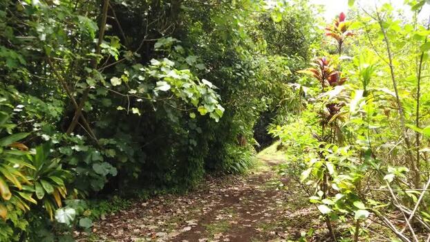 View of a lush green jungle path Pitcairn Islands.