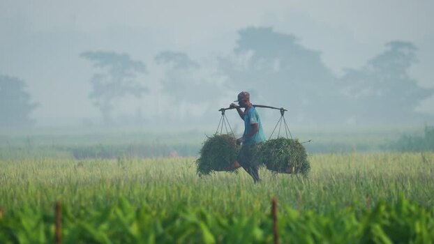 View of a farmer carrying crops in a misty field Bangladesh.