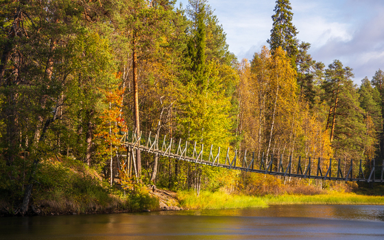 View of the suspension bridge on the Karhunkierros The Bear s Trail surrounded by autumn forest and river in Kuusamo North Ostrobothnia Finland. View of the suspension bridge on the Karhunkierros The Bear s Trail surrounded by autumn forest and river in Kuusamo North Ostrobothnia Finland.