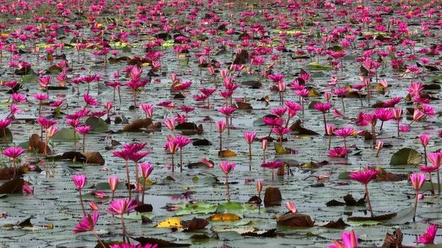 View of blooming pink water lilies in a pond Bangladesh. View of blooming pink water lilies in a pond Bangladesh.