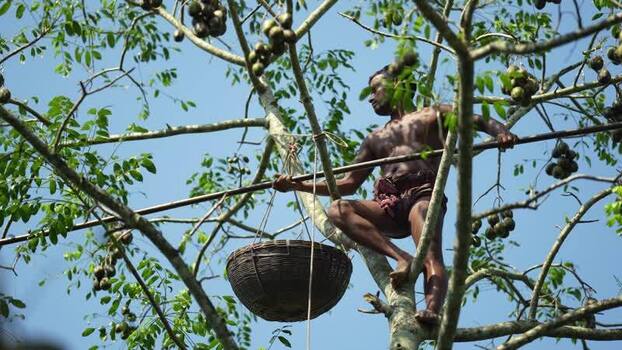 View of a man harvesting hog plums from a tree in Bangladesh. View of a man harvesting hog plums from a tree in Bangladesh.