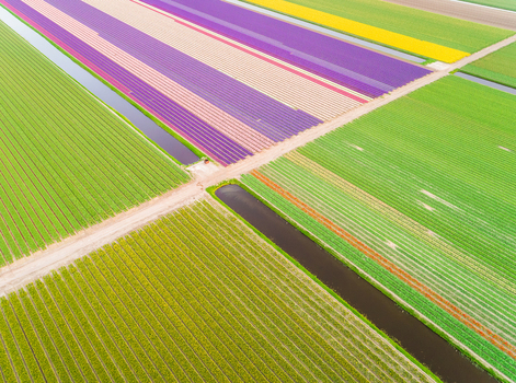 Amazing aerial view of colorful blossoming fields of tulips in Lisse Netherlands