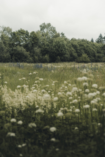 View of a lush wild meadow filled with white wildflowers and tall grasses bordered by a dense forest under an overcast sky in Madise Harju County Estonia.