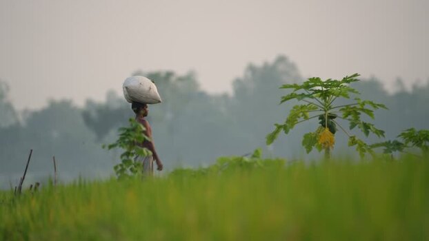 View of a man carrying a sack on his head in a field Bangladesh.