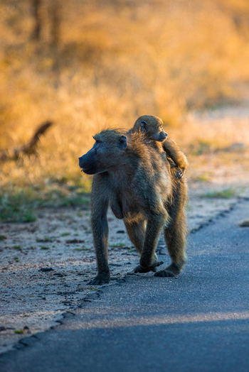 View of a baboon walking along a paved road with its baby clinging to its back during golden hour in the savanna Kruger Park Mpumalanga South Africa. View of a baboon walking along a paved road with its baby clinging to its back during golden hour in the savanna Kruger Park Mpumalanga South Africa.