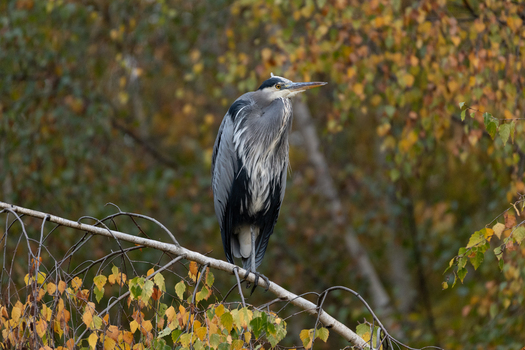 View of a Great Blue Heron perched on a branch surrounded by autumn foliage in British Columbia Canada.