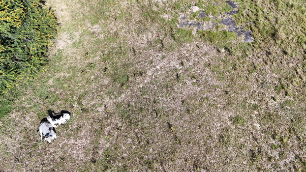 Aerial view of two cows resting on a grassy field with a green bush under bright sunlight Bloemfontein Free State South Africa. Aerial view of two cows resting on a grassy field with a green bush under bright sunlight Bloemfontein Free State South Africa.