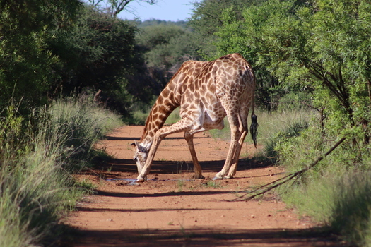 View of a giraffe drinking from a puddle on a dirt road at Finfoot Lake Reserve By Dream Resorts in Bojating North West South Africa.