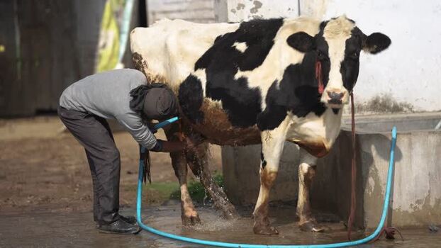 View of a man washing a black and white cow with a hose India.