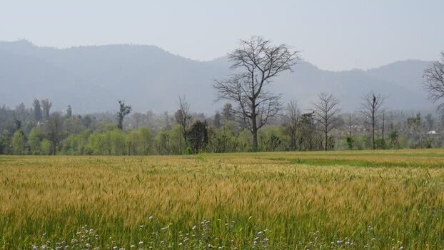 View of a golden wheat field and hazy mountains Nepal.