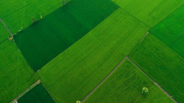 Aerial view of lush green agricultural fields in Patna India.