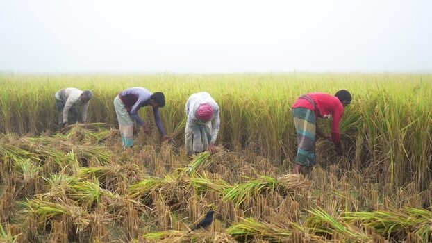 View of farmers harvesting rice in a misty field Bangladesh. View of farmers harvesting rice in a misty field Bangladesh.