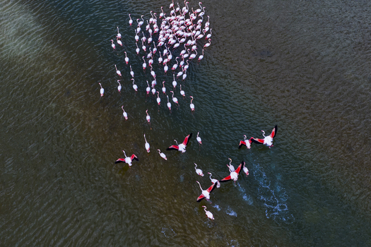 Aerial view of a vibrant congregation of flamingos in shallow waters their pink plumage contrasting against the dark water San Pedro del Pinatar Region of Murcia Spain. Aerial view of a vibrant congregation of flamingos in shallow waters their pink plumage contrasting against the dark water San Pedro del Pinatar Region of Murcia Spain.