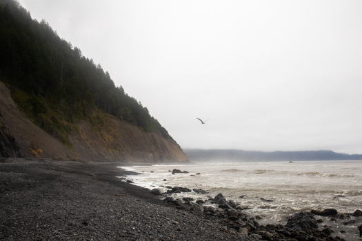 View of the rugged Lost Coast shoreline with a seagull flying over the crashing waves and misty forested cliffs in Humboldt County California United States.