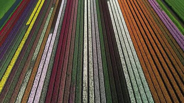 Aerial view of tulip fields in Abbekerk Netherlands.