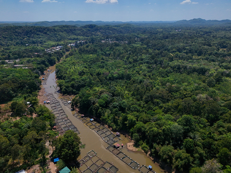 Aerial view of fish farming cages along a river winding through dense tropical forest in Indonesia. Aerial view of fish farming cages along a river winding through dense tropical forest in Indonesia.