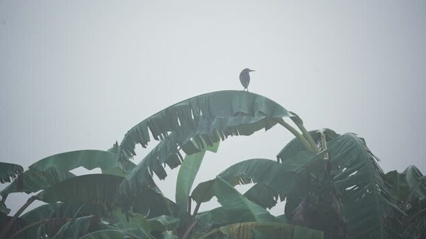 View of a bird perched on a banana leaf in the rain Bangladesh. View of a bird perched on a banana leaf in the rain Bangladesh.