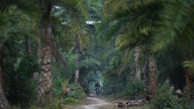 View of a person riding a bicycle in a palm grove Bangladesh. View of a person riding a bicycle in a palm grove Bangladesh.