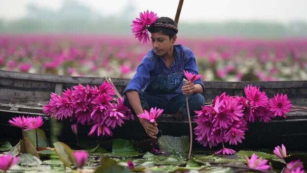 View of a boy picking pink water lilies in Barishal Bangladesh. View of a boy picking pink water lilies in Barishal Bangladesh.