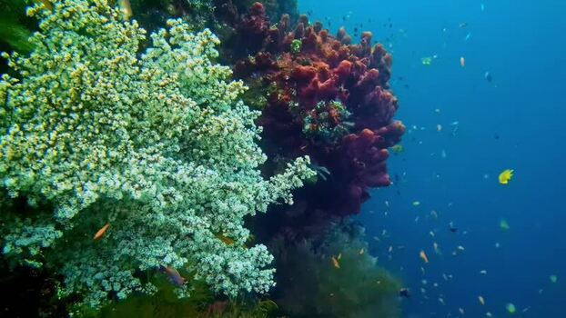 View of vibrant coral reef ecosystem in Bali Indonesia.
