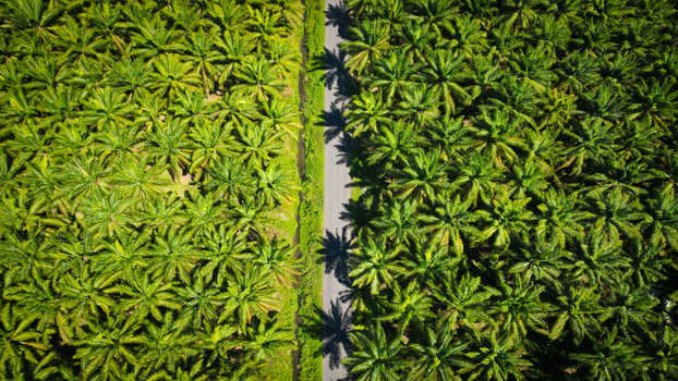 Aerial view of a road cutting through a dense palm plantation creating a stark contrast between the green canopy and the grey path Quepos Puntarenas Province Costa Rica.