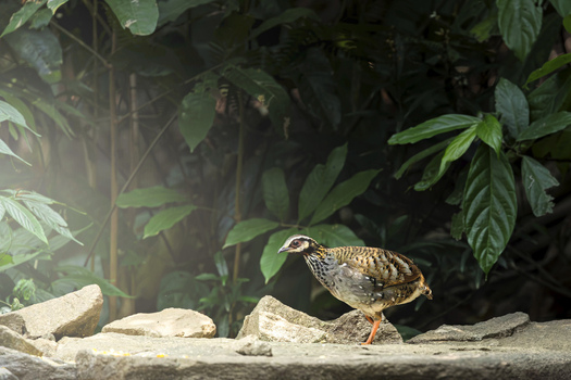 View of a Rufous throated Partridge standing on grey rocks amidst dense green tropical foliage and soft sunlight in Dehong Dai and Jingpo Autonomous Prefecture Yunnan China. View of a Rufous throated Partridge standing on grey rocks amidst dense green tropical foliage and soft sunlight in Dehong Dai and Jingpo Autonomous Prefecture Yunnan China.