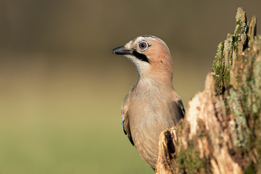 View of a Eurasian Jay perched next to a mossy tree stump in a forest setting in Debrzno Pomeranian Voivodeship Poland. View of a Eurasian Jay perched next to a mossy tree stump in a forest setting in Debrzno Pomeranian Voivodeship Poland.