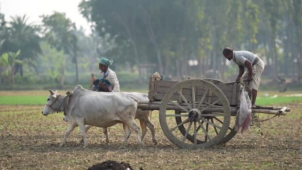 View of men on a traditional bullock cart in a field Bangladesh. View of men on a traditional bullock cart in a field Bangladesh.