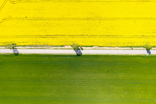 Aerial view of a straight road dividing a vibrant yellow rapeseed field and a lush green meadow with scattered trees casting shadows Ploiesti Prahova Romania. Aerial view of a straight road dividing a vibrant yellow rapeseed field and a lush green meadow with scattered trees casting shadows Ploiesti Prahova Romania.