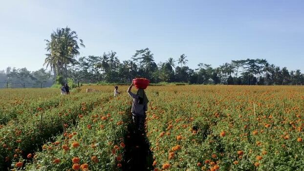 Aerial view of Marigold fields with workers harvesting flowers Indonesia.