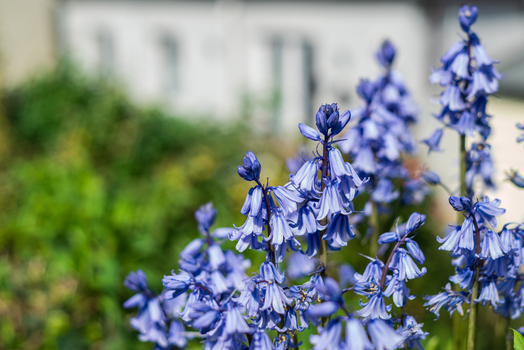 View of vibrant bluebell flowers in bloom with soft green foliage in the background in Looe Cornwall United Kingdom. View of vibrant bluebell flowers in bloom with soft green foliage in the background in Looe Cornwall United Kingdom.