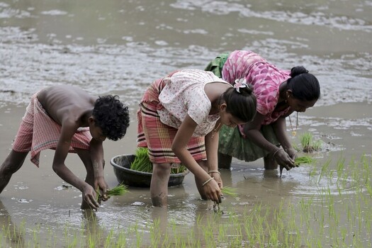 Odisha India 26 March 2026 View of rural laborers knee deep in a flooded field their vibrant clothing a stark contrast against the muddy landscape. Odisha India 26 March 2026 View of rural laborers knee deep in a flooded field their vibrant clothing a stark contrast against the muddy landscape.