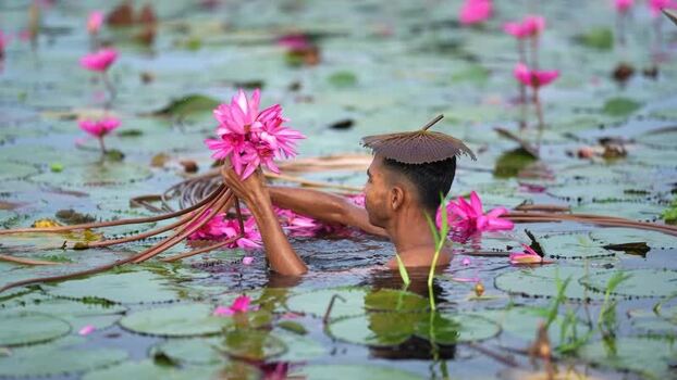 View of a man harvesting pink water lilies in a pond Bangladesh. View of a man harvesting pink water lilies in a pond Bangladesh.