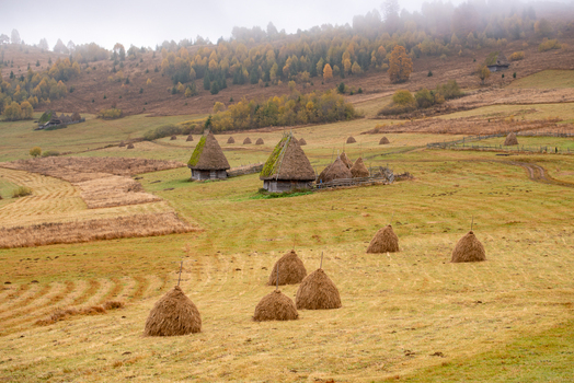 View of traditional haystacks and wooden huts in a rural landscape with autumn trees and misty hills in Alba County Romania. View of traditional haystacks and wooden huts in a rural landscape with autumn trees and misty hills in Alba County Romania.