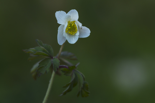 View of a white Wood Anemone flower with delicate petals and a yellow center set against a soft dark green background in Cambridgeshire United Kingdom.