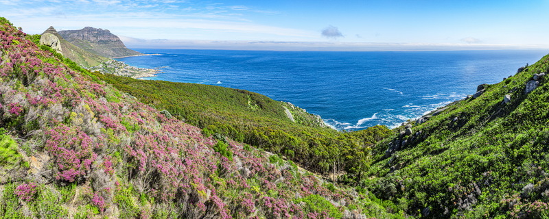 Aerial view of Chapmans Peak Drive area with lush green hills and pink fynbos flowers overlooking the deep blue Atlantic Ocean Cape Town Western Cape South Africa.
