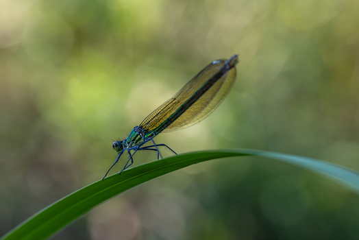 View of a damselfly with iridescent blue green body and translucent wings perched on a blade of grass in Wittenheim Grand Est France. View of a damselfly with iridescent blue green body and translucent wings perched on a blade of grass in Wittenheim Grand Est France.