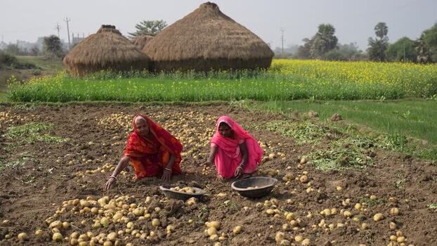 View of women harvesting potatoes in a rural field India.