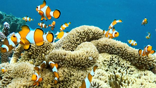 View of a vibrant school of clownfish swimming around a textured coral reef in the clear blue waters of Karimunjawa Central Java Indonesia.