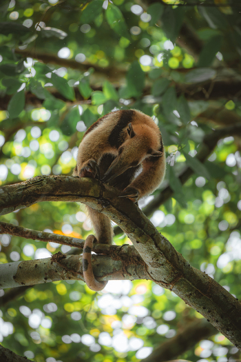 View of a tamandua resting on a tree branch surrounded by lush green foliage in the rainforest of Costa Rica.