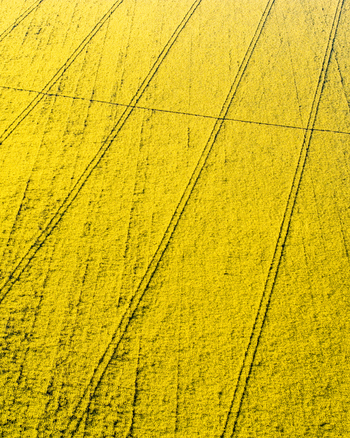 Aerial view of vibrant yellow rapeseed fields with geometric tractor tracks creating patterns across the agricultural landscape in Nuffield Oxfordshire United Kingdom. Aerial view of vibrant yellow rapeseed fields with geometric tractor tracks creating patterns across the agricultural landscape in Nuffield Oxfordshire United Kingdom.