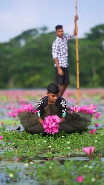 View of men collecting pink water lilies in a boat Bangladesh. View of men collecting pink water lilies in a boat Bangladesh.
