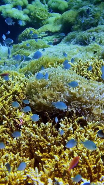 View of vibrant coral reef with blue fish in Indonesia. View of vibrant coral reef with blue fish in Indonesia.